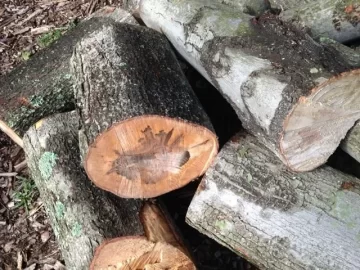 [Hearth.com] Wood is from sandy scrounge