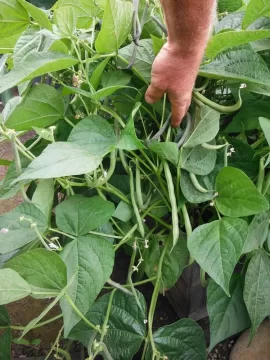 [Hearth.com] Some AK garden & GH pics