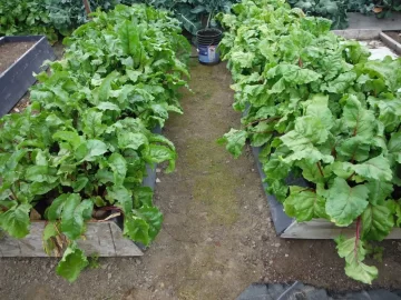 [Hearth.com] Some AK garden & GH pics
