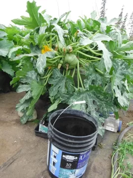 [Hearth.com] Some AK garden & GH pics