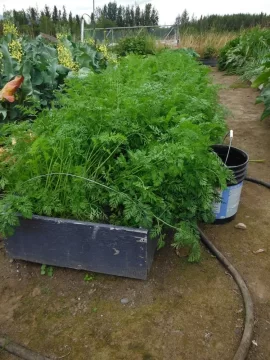 [Hearth.com] Some AK garden & GH pics