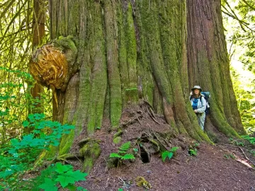 [Hearth.com] Old Growth Fir Log