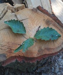 Tree ID: Oak subspecies