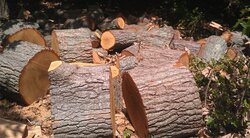 Tree ID: Oak subspecies