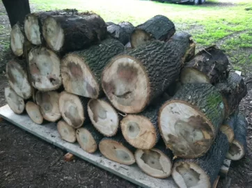 [Hearth.com] Todays score / Wood ID