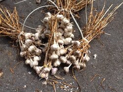081813 garlic harvest.jpg