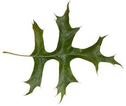pin oak leaf.jpg