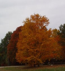 More Fall Pics - w. Mass.