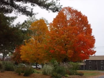 [Hearth.com] More Fall Pics - w. Mass.