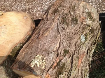 [Hearth.com] CL Score and wood ID