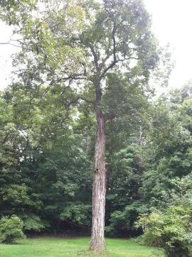 [Hearth.com] Shagbark Hickory