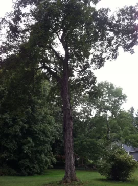 [Hearth.com] Shagbark Hickory