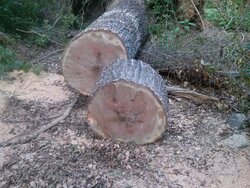 29 splits from one oak round....