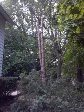[Hearth.com] Today's work.......40' blue spruce