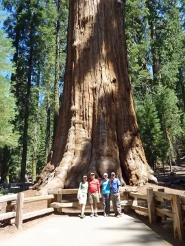 [Hearth.com] Biggest Tree in the World