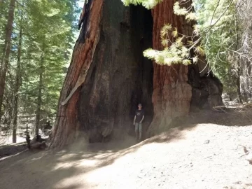 [Hearth.com] Biggest Tree in the World