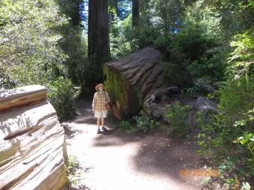 [Hearth.com] Biggest Tree in the World