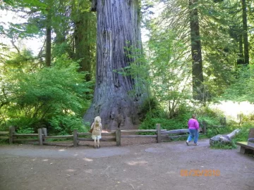 [Hearth.com] Biggest Tree in the World