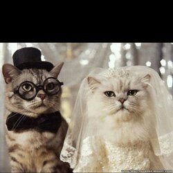 cat-wedding-dress-7.jpg