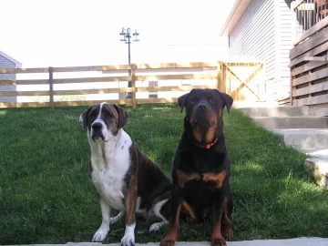 [Hearth.com] Hunting Dog Thread