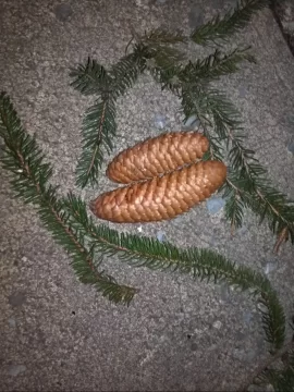 [Hearth.com] more pine logs for the woodshed project!