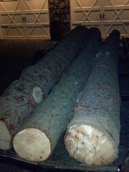 more pine logs for the woodshed project!