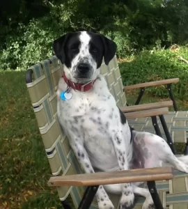 [Hearth.com] Hunting Dog Thread