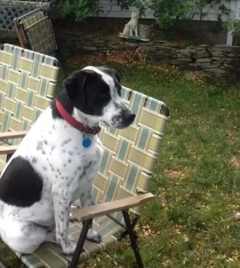 [Hearth.com] Hunting Dog Thread