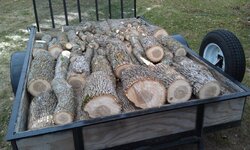 Lots of ash trees to be cut down!