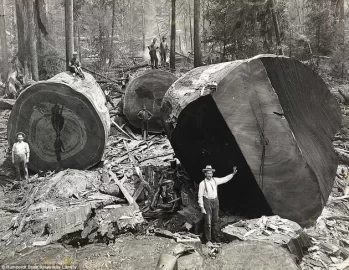 [Hearth.com] Biggest Tree in the World