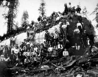 [Hearth.com] Biggest Tree in the World