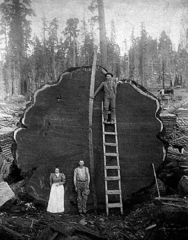 [Hearth.com] Biggest Tree in the World