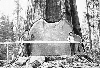 [Hearth.com] Biggest Tree in the World