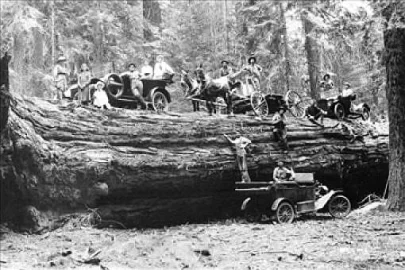 [Hearth.com] Biggest Tree in the World