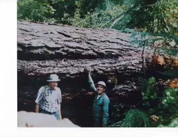 [Hearth.com] Biggest Tree in the World
