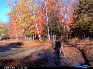 [Hearth.com] Who's ready for fall and hunting to start?