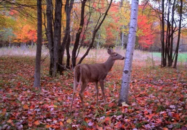 [Hearth.com] Who's ready for fall and hunting to start?
