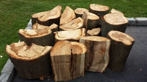 [Hearth.com] Wood ID ... Take 2