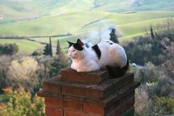 cat on chimney.jpg