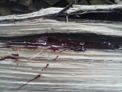 Freaky - my woods 'bleeding'