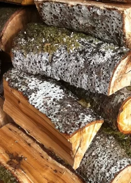 [Hearth.com] Wood ID please - good luck!