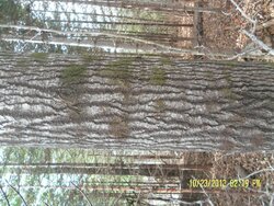 Tree/firewood identification