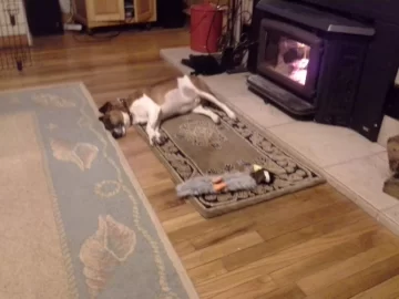 [Hearth.com] Decisions, decisions.....