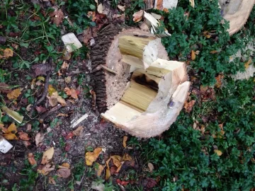 [Hearth.com] What type of wood is this