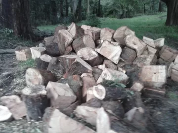 [Hearth.com] Easy score - softwood id please.