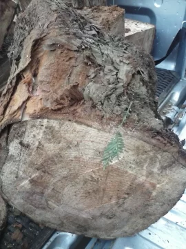 [Hearth.com] Easy score - softwood id please.