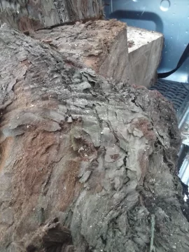 [Hearth.com] Easy score - softwood id please.