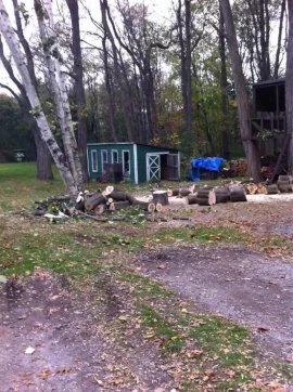 [Hearth.com] Love that Norway maple