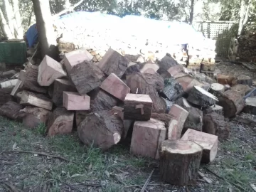 [Hearth.com] Easy score - softwood id please.