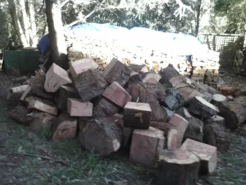 [Hearth.com] Easy score - softwood id please.